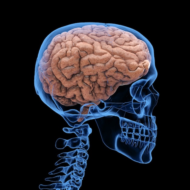 黒の背景に分離された脳を持つ3DレンダリングX線人間の頭蓋骨