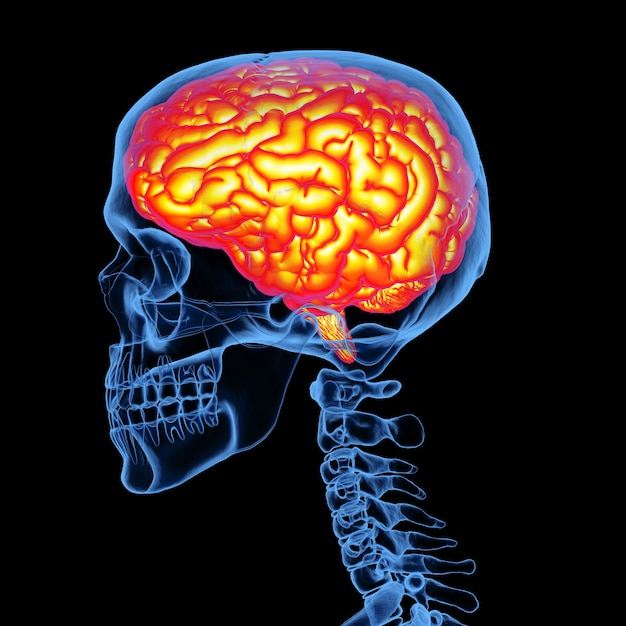 Foto cranio umano dei raggi x della rappresentazione 3d con il cervello isolato su fondo nero