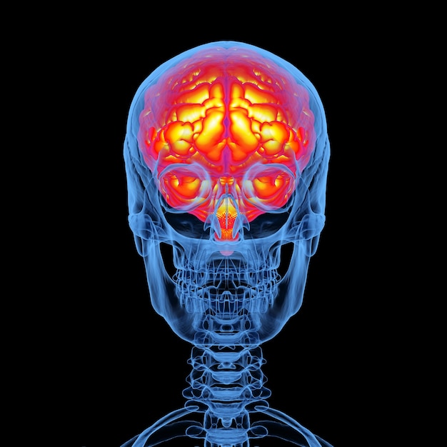 黒の背景に分離された脳を持つ3DレンダリングX線人間の頭蓋骨