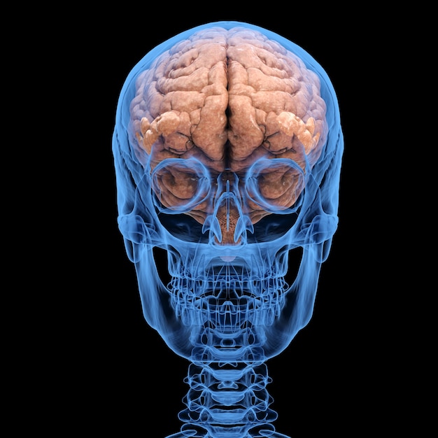 Foto 3d-rendering x-ray menselijke schedel met hersenen geïsoleerd op zwarte achtergrond