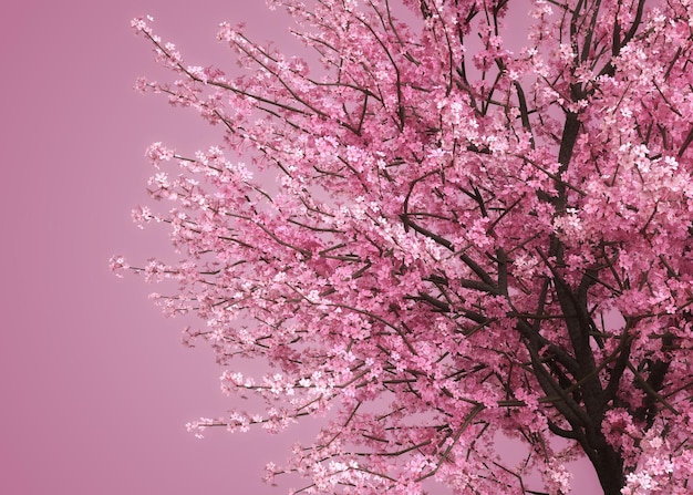 3d sakura branches in pink