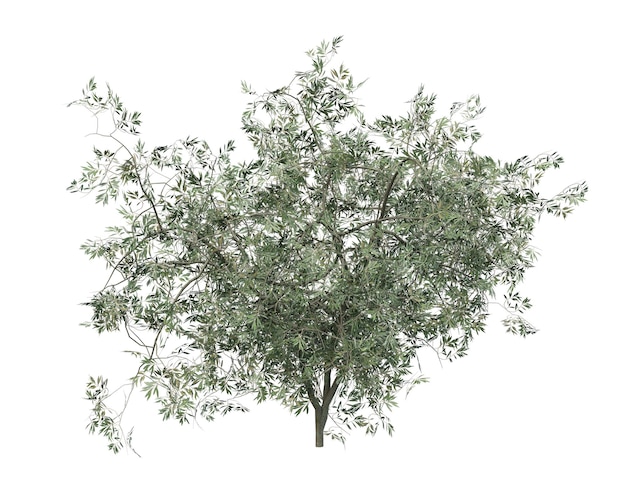 3D Small olive tree isolated