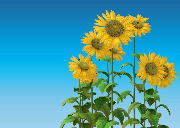 3D Sunflowers over blue