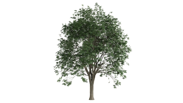 3d trees background scene white