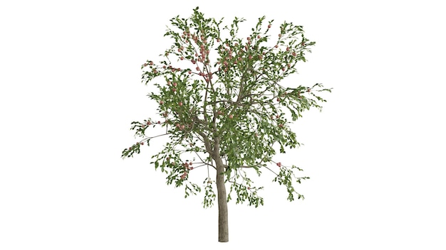 3d trees background scene white