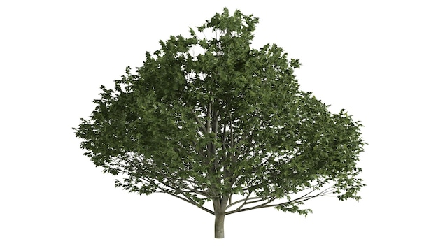 Scena di sfondo di alberi 3d bianco