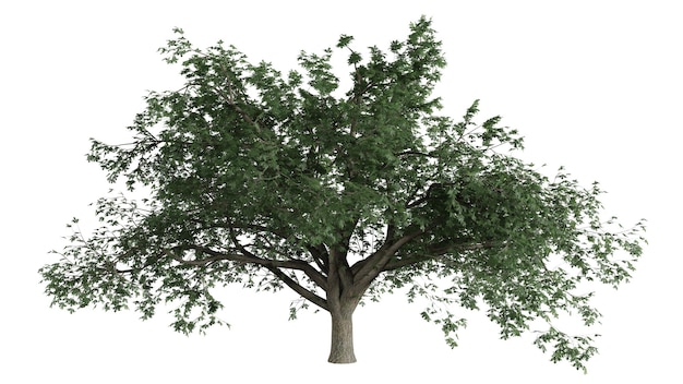 3D Trees Background Scene White