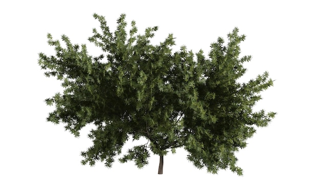 3D Trees Background Scene White