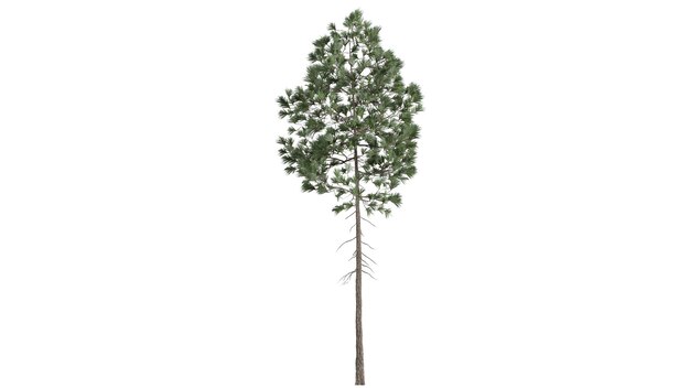 3D деревья на белом фоне