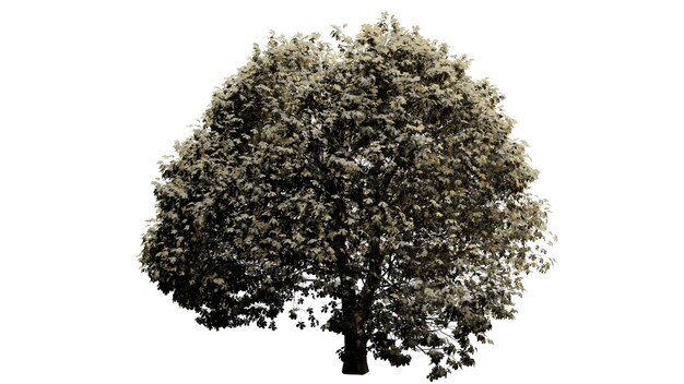 3D trees on a white background