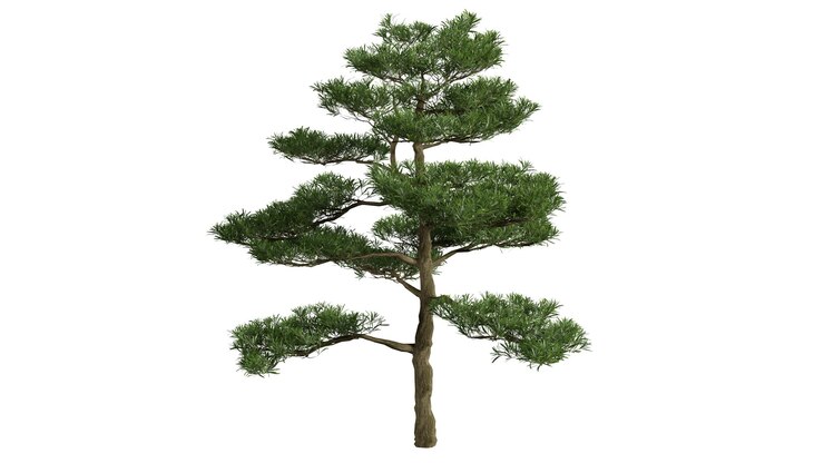 흰색 배경에 3D 나무