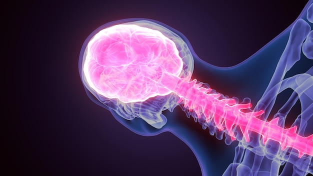 3D-weergave van de anatomie van de mannelijke menselijke hersenen