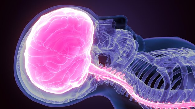 3D-weergave van de anatomie van de mannelijke menselijke hersenen