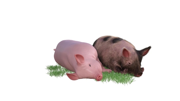 3D-weergave van een varken op een witte achtergrond
