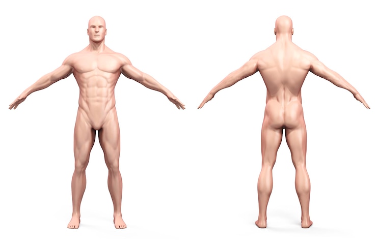 Foto 3d-weergave van het menselijk lichaam