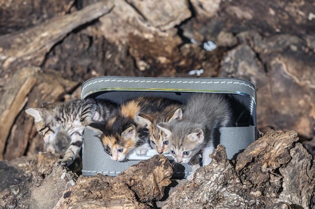 4 curious kittens inside a box