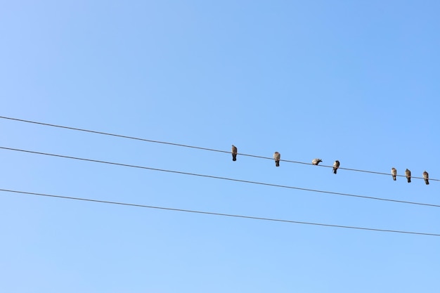 4 dove birds on wire