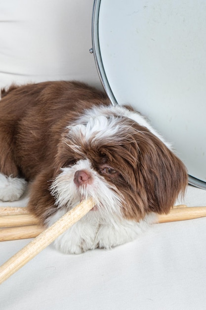 4 maanden oude shih tzu-puppy die ligt en een drumstick bijt naast een drumstrik verticale foto