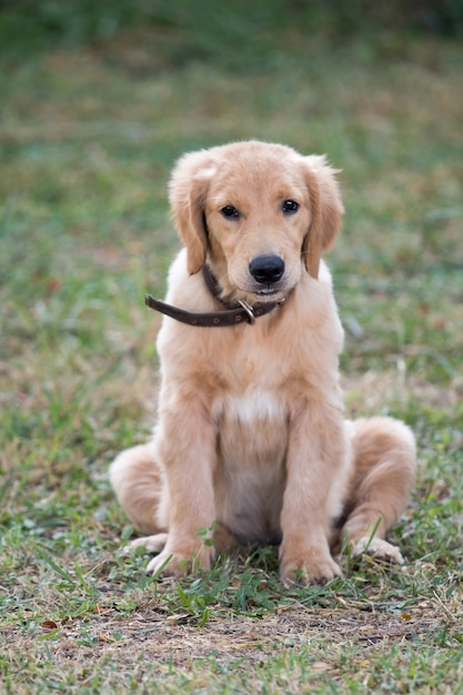 Фото 4 месяца золотая собака, сидя на зеленой траве.
