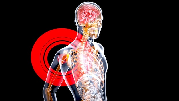 4K anatomie concept van een schouderpijn