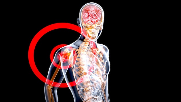4K anatomie concept van een schouderpijn