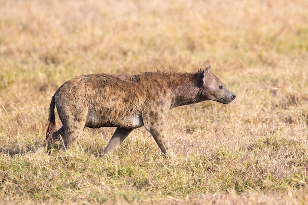 4K-beeld Eenzame hyena wandelt door het Afrikaanse bos