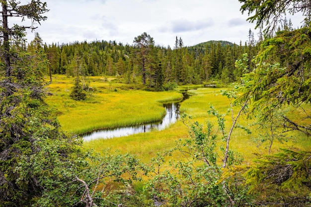 4K-beeld van ongerept groen bos in de hoge bergen van Noorwegen