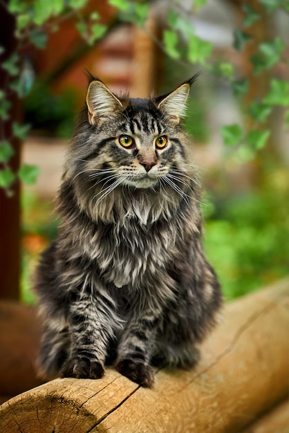 Foto 4k primo piano di tutti i tipi di gatti maine coon lanuginosi svegli