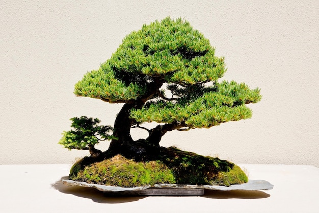 Photo 4k image exquisite closeup of bonsai tree against a white background