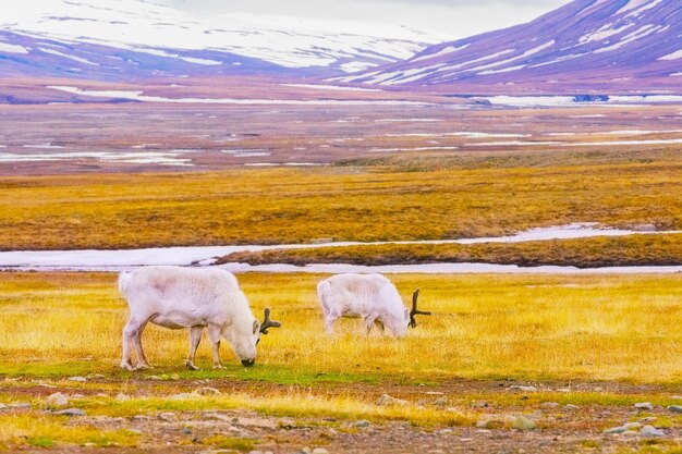 4k image reindeer grazing on grass and moss in svalbard's arctic summer near longyearbyen