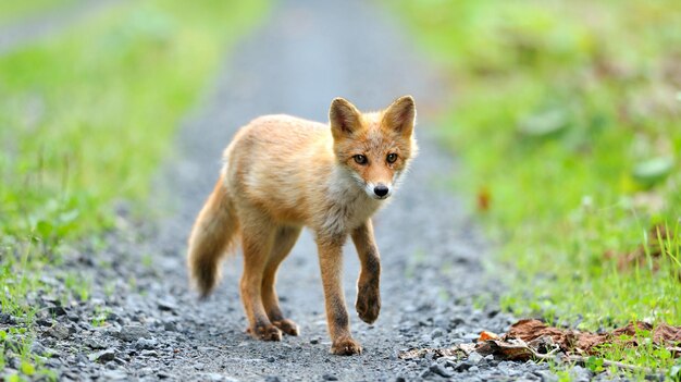 4k photos of wild animals and fox in forest