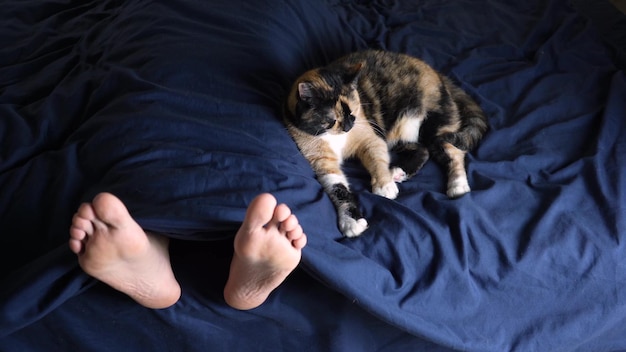4k threesuited 고양이는 주인의 발 옆에 있는 침대에서 잠이 듭니다 클로즈업 매크로 비디오 고양이 수면 개념