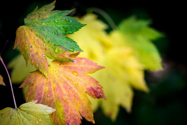 4K Ultra HD CloseUp afbeelding van herfstgele bladeren op zwarte achtergrond Contrast in de natuur