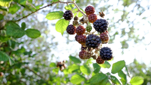 4k Wild Hedgerow 野生のブラックベリーは生け垣で風に揺れます。