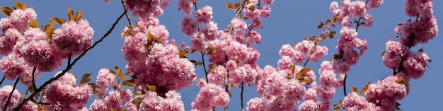 4x1 banner for social networks and a website Branches of a large cherry blossom on a blue sky background