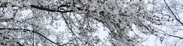 ソーシャル ネットワークとウェブサイトの 4 x 1 のバナー 雨空を背景に大きな開花モクレンの枝