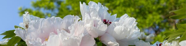 4x1 banner voor sociale netwerken en websites Close-up van grote witte peony bloem