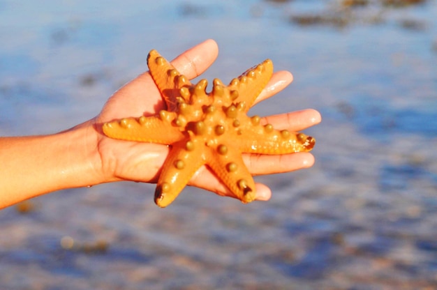 6 legged starfish