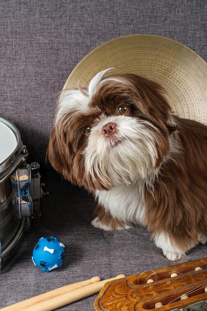 6 maanden oude shih tzu-puppy op de bank omringd door snare-bekkens, drumstokken en gitaarverticaal