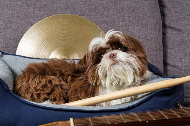 6 month old shih tzu puppy sitting on his bed and surrounded by musical instruments