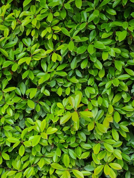 Photo 8k hedge wall texture high resolution