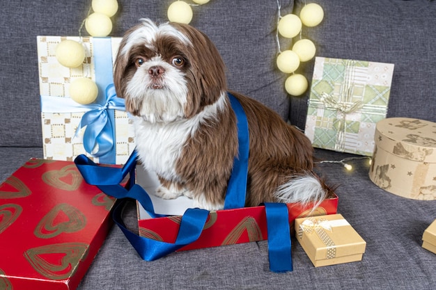 9 month old shih tzu under a blue bow ribbon and sitting inside\
an open gift box