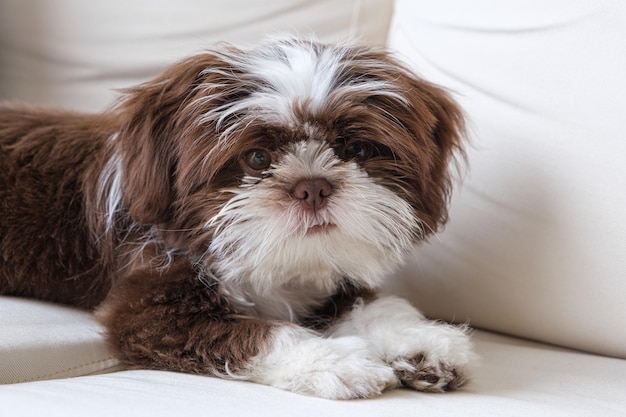 98 dagen oude Shih tzu-puppy die op de bank ligt en naar de camera kijkt