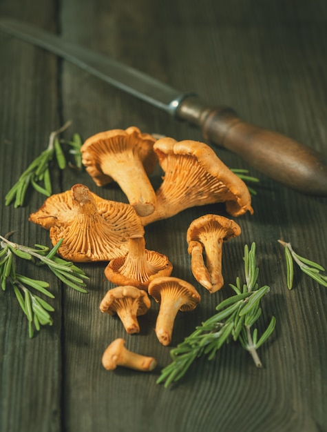 Грибы грибы