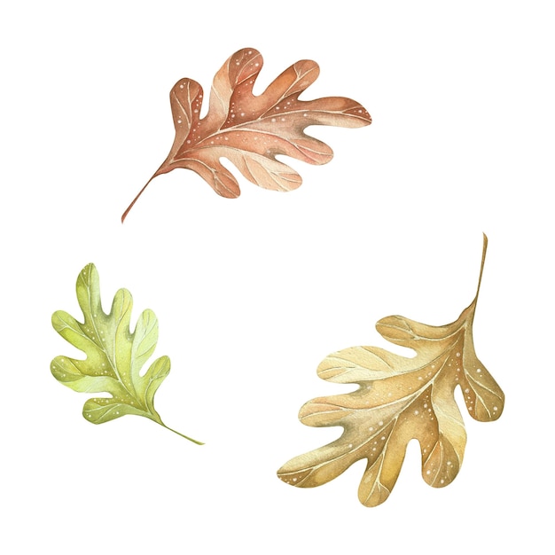 사진 ⁇ 색 배경 에 아름다운 가을 수채화 오크 잎