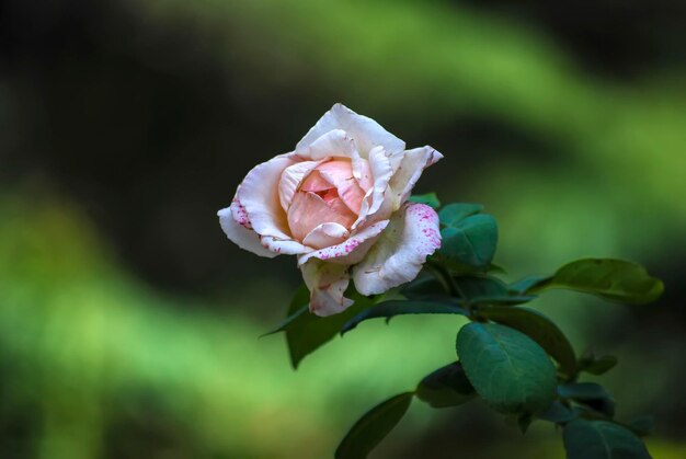 写真 緑の草の中にく美しいピンクのバラ
