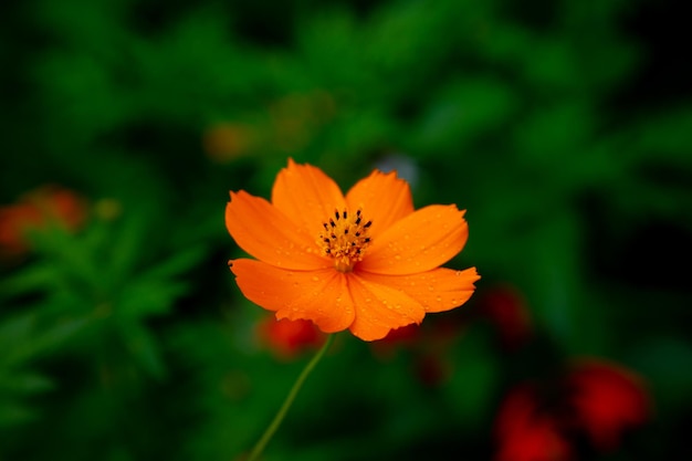 Фото Красивый ярко-оранжевый цветок на лепестках, капли росы которых видны на размытом зеленом
