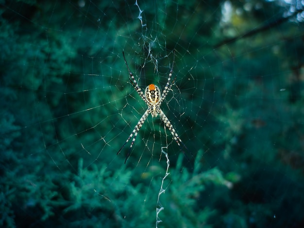사진 먹감 을 위해 그물 에서 기다리고 있는 암  을 가진 정원 거미 의 아름다운 근접 사진