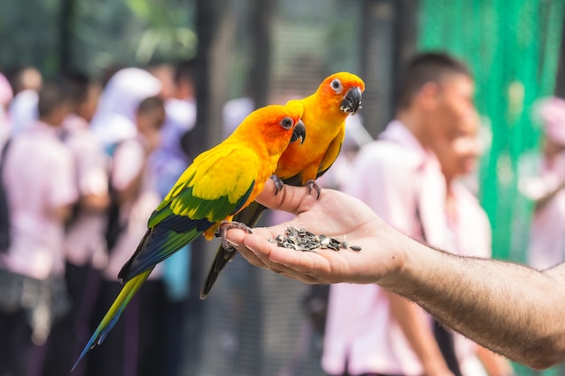 写真 彼の手で食べ物を食べる美しい色のオウム