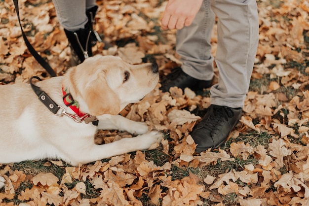 写真 公園の紅葉の間に美しい子犬が横たわっています